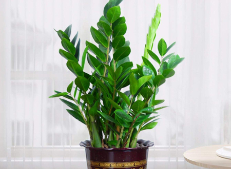 金钱树的风水禁忌和最佳摆放位置