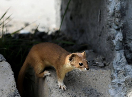 晚上看见黄鼠狼要发财吗