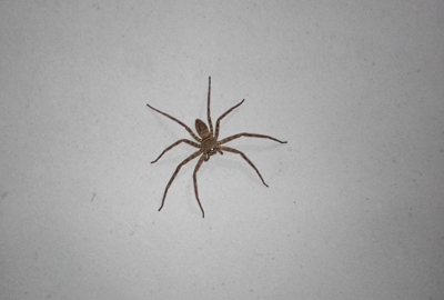 家里出现蜘蛛是福是祸